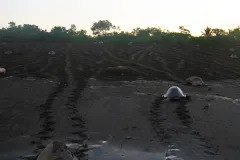 Olive ridley turtles (Lepidochelys olivacea) are the smallest marine turtle, living in warm waters close to shore as adults. Female olive ridleys take part in mass nestings that can involve 150,000 individual turtles crawling up a beach at night to find a 