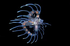 A juvenile lionfish during a night dive in Roatan, Honduras.