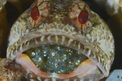 A dusky jawfish protects its eggs by holding them in his mouth. 