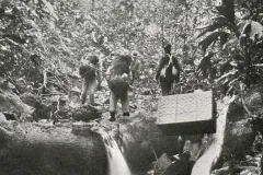 men walking in the jungle 