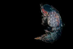 A translucent hyperiid on a black background with orange stripes along its head. 