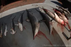 Dead sharks caught in fish net.