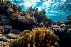 corals in shallow water with sunlight streaming through the surface