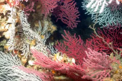These deep-sea corals at the Madison-Swanson Marine Reserve are protected, along with the marine life they harbor. 
