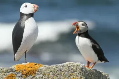 A puffin sits on a rock next to a puffin decoy. 