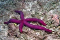 This bright purple sea star is a new species found by the Census of Coral Reef Ecosystems, a project of the Census of Marine Life.