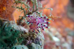 This beautiful turquoise and purple creature is an aeolid nudibranch. The aeolid nudibranch is covered by branches that are actually gills, called cerata. The cerata also contain parts of the nudibranchs digestive system. 