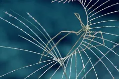 A giant sea spider on octocoral