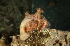 Crabs in the wild decorate with the things around them, like these anemones.