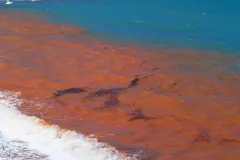 An algal bloom, also known as a red tide, has converted the ocean's surf to a red color