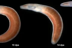 The ribbon worm seen here, Ramphogordius sanguineus, is known to regenerate after losing a part of its body.
