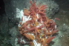 Riftia tubeworm (Riftia pachyptila) colonies near hot spring.