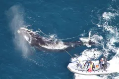 A team works to disentangle a right whale. 