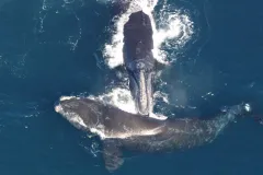 Photograph from above of two right whales, one touching the tip of its mouth to the back of the other..