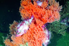 A rockfish finds refuge in a red tree coral, a deep-sea coral in the Olympic Coast National Marine Sanctuary. 