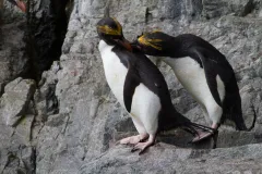 Macaroni penguins preen on rocks.
