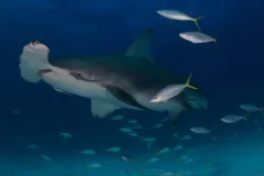 Great hammerhead in Bimini, Bahamas.