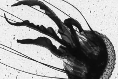 A black and white image of a tiny jellyfish, about 3cm long including tentacles.