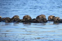 Sea otters floating on the surface of the ocean. 