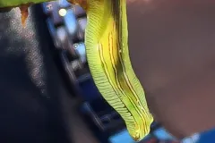 A close-up view of a sea hare
