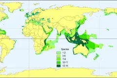 Seagrasses are found across the world, from the tropics to the Arctic. Shades of green indicate the number of species reported for a given area. The darker shades of green indicate more species are present.