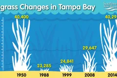 Infographic showing changes in Tampa Bay seagrass cover over time. 