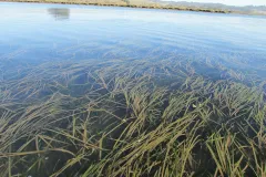 A view of seagrass in Elkhorn Slough from above. 