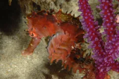 A Longspine seahorse off the coast of South Africa. 