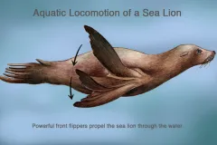 Sea lions generate thrust, or forward propulsion, by bringing their fore-flippers together in big sweeping motions called “claps.”  When a sea lion “claps,” it stretches its flippers out to the sides and sweeps them down. Then it tucks its flippe