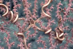Many serpent stars spend their entire lives on a coral host. 
