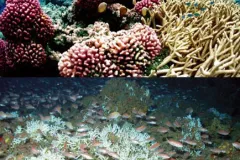 Unlike the shallow tropical coral reef at left, the deep-sea Oculina reef at right does not require sunlight.