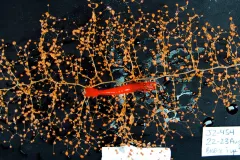 Marine scientists photographed and measured this gorgonian coral and deep-sea shrimp just as they were collected—together. 