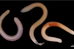 3 wormy creatures