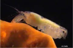 Snapping shrimp queen with eggs.