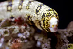 The white, black and yellow patterns of this eel look like snowflakes.