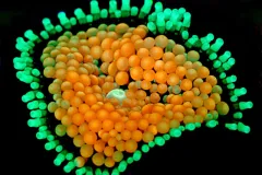 Corallimorpharian