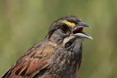 Sparrows Send a Message: Seabirds, like the often-photographed pelican, can be hurt when oil soaks their feathers during an oil spill. But what about birds that live on land? A group of GoMRI researchers are studying seaside sparrows, birds that live in ma