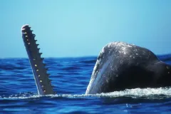 A male sperm whale feeding near the surface. 