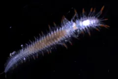 Syllid fireworms can be found mainly on the seafloor, but they switch to a planktonic form to reproduce, where the females use bioluminescent signals. 