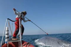 Ari Friedlaender, a research scientist at the Duke University Marine Lab, tags a blue whale. 