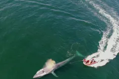 an aerial view of an orange zodiac boat moving alongside a blue whale