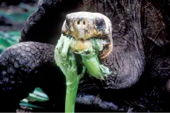 A Galapagos tortoise munches on some greens. 