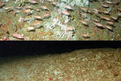 A comparison of an undisturbed Oculina coral reef and one that has been devastated by trawling.  