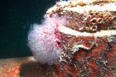 Large organisms, like these tunicates, live inside the recesses of a ship's hull while microscopic organisms form a film across all the painted surfaces on the boat. 