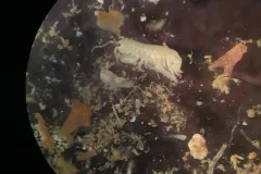 A view through a microscope of animals collected on an ARMS. 