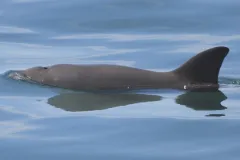 A vaquita swims at the the water's surface.