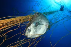 Every year in Sardinia, Italy. tuna is fished using a large fixed net anchored on the bottom for the purpose to keep the fish inside to grow calm. But other animals like sunfish (shown here), turtles, dolphins, and others are also captured in the net, and 