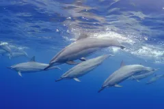 Spinner dolphins in a small inlet off the Kona coast, Hawaii.