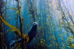 Harbor seal in a kelp forest near Cortes Bank, near San Diego California.