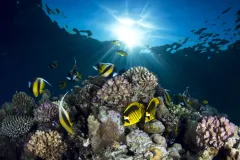 Raccoon butterfly fish and angelfish on a reef in the Red Sea, near Sharm el Sheik, Egypt.